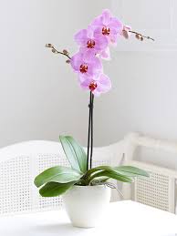 Renkli orkide